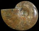 Flashy Red Iridescent Ammonite - Wide #66647-1